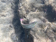 Halichoeres bivittatus