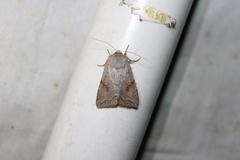 Orthosia revicta