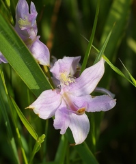 Calopogon oklahomensis