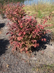 Cotinus coggygria
