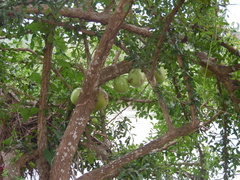 Crescentia alata