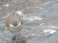 Cinclodes atacamensis schocolatinus