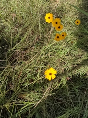 Coreopsis leavenworthii