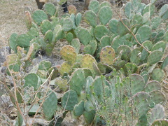 Opuntia megapotamica