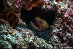 Gymnothorax undulatus