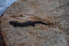 Triturus cristatus