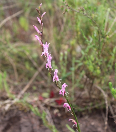 Image of Cyphia phyteuma by (c) kevin koen, some rights reserved (CC BY-SA)