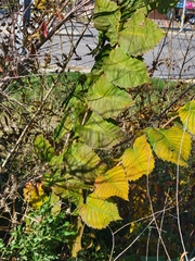 Ulmus americana