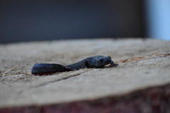 Triturus cristatus