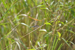 Erythrodiplax basifusca