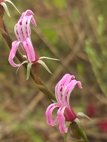 Image of Cyphia phyteuma by (c) kevin koen, some rights reserved (CC BY-SA)