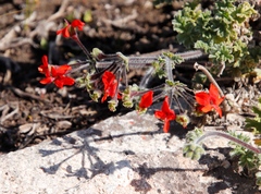 Pelargonium fulgidum