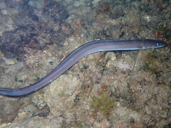 Conger conger