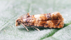 Lobesia euphorbiana
