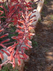 Aloe grandidentata