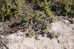Pelargonium fulgidum