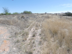 Eragrostis echinochloidea