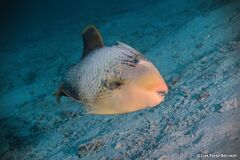 Pseudobalistes flavimarginatus