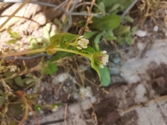 Persicaria nepalensis