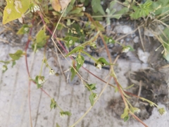 Persicaria nepalensis