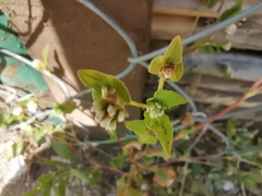 Persicaria nepalensis