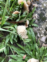 Gymnopus brassicolens