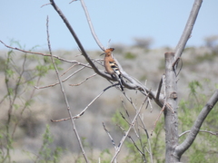 Upupa epops africana