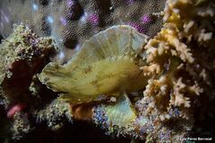 Taenianotus triacanthus