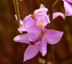 Calopogon oklahomensis
