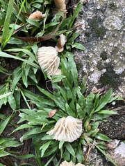 Gymnopus brassicolens