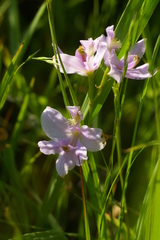 Calopogon oklahomensis