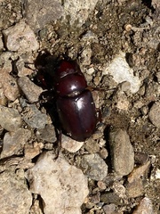 Lucanus capreolus
