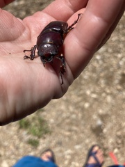 Lucanus capreolus