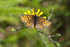 Melitaea athalia