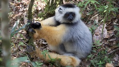 Propithecus diadema