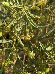 Calobota