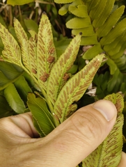 Asplenium obtusatum