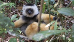 Propithecus diadema