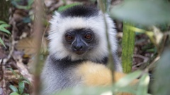 Propithecus diadema