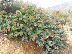 Protea amplexicaulis