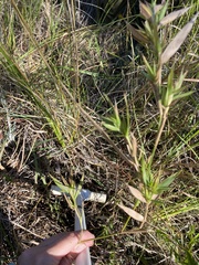 Dichanthelium scabriusculum