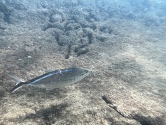 Caranx ruber