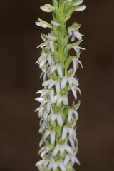 Platanthera yadonii