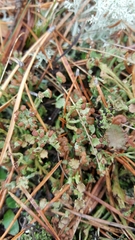 Cladonia gracilis