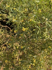 Calobota