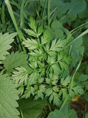 Anthriscus sylvestris