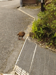 Gallirallus australis australis