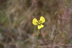 Moraea bellendenii