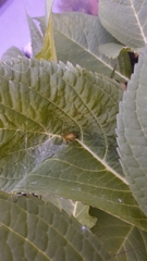 Stictocephala bisonia