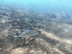 Caranx ruber